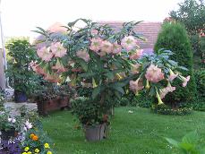 datura.JPG
