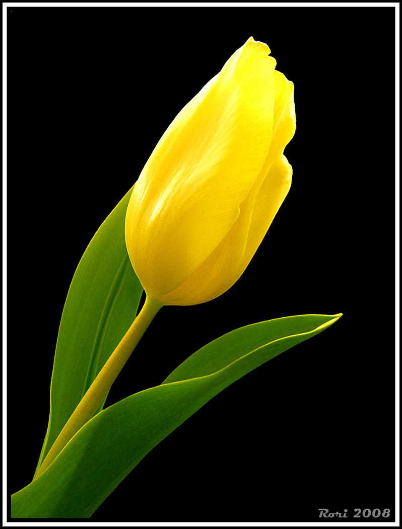 tulipan[1].jpg