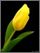 tulipan[1].jpg
